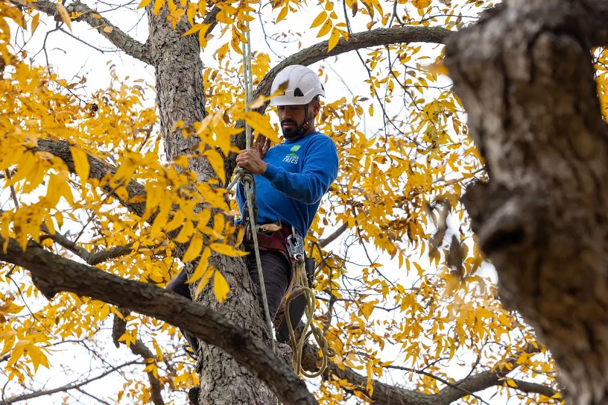 Skilled Tree Trimming crew working in Sunland